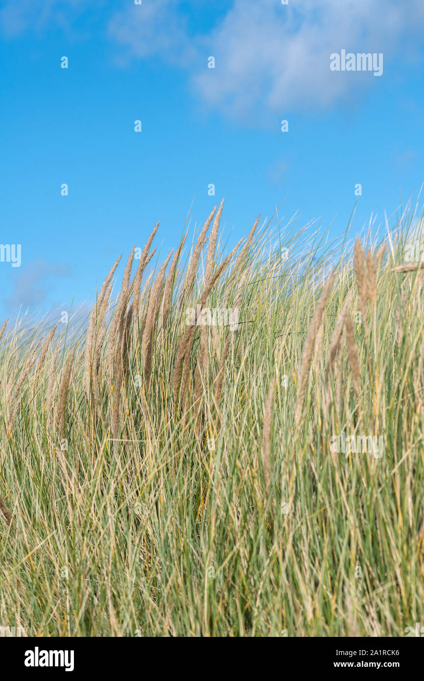 Semina ciuffi della pianta costiera Marram Grass / Ammophila arenaria contro il cielo blu con nuvole puffy. Marram usato per stabilizzare sistemi di dune di sabbia. Foto Stock