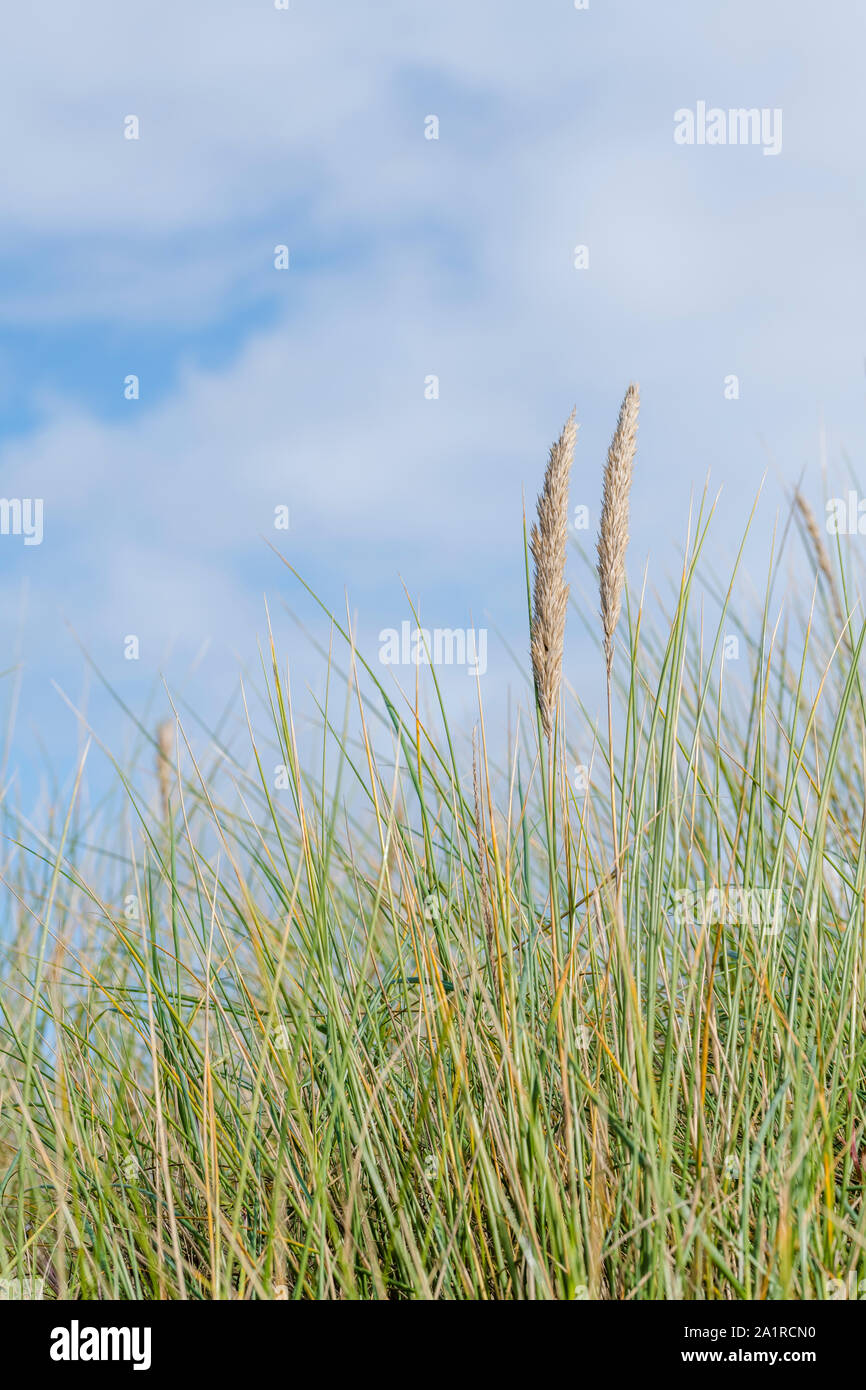 Semina ciuffi della pianta costiera Marram Grass / Ammophila arenaria contro il cielo blu con nuvole puffy. Marram usato per stabilizzare sistemi di dune di sabbia. Foto Stock