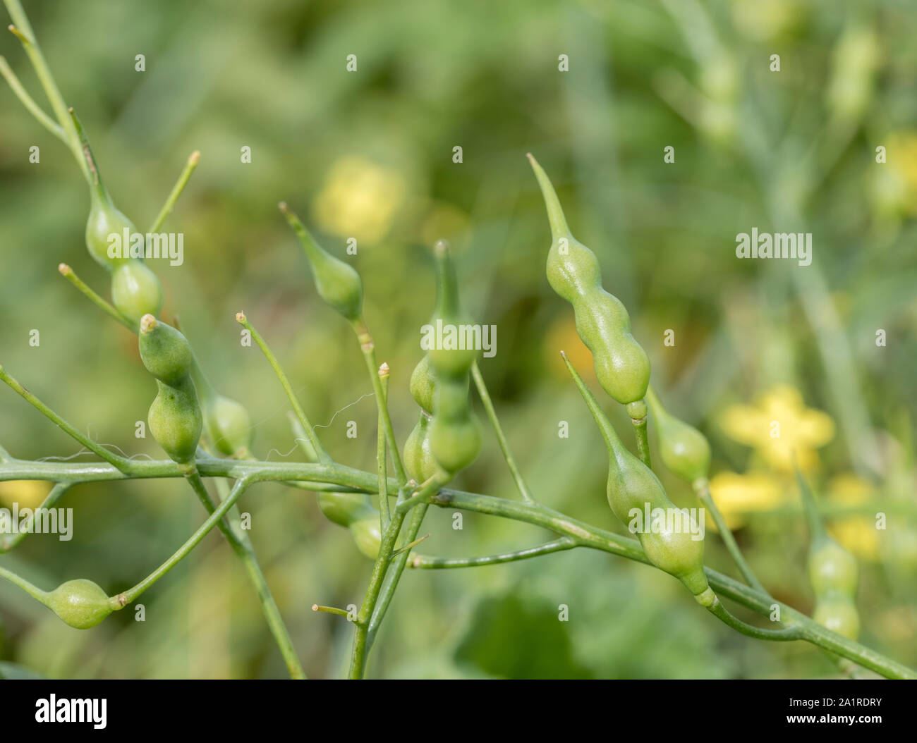 Mare / Ravanello Raphanus raphanistrum subsp. maritimus baccelli di semi di piante sul litorale della Cornovaglia. Parti di Raphanus maritimus (il nome di altri) sono commestibili. Foto Stock