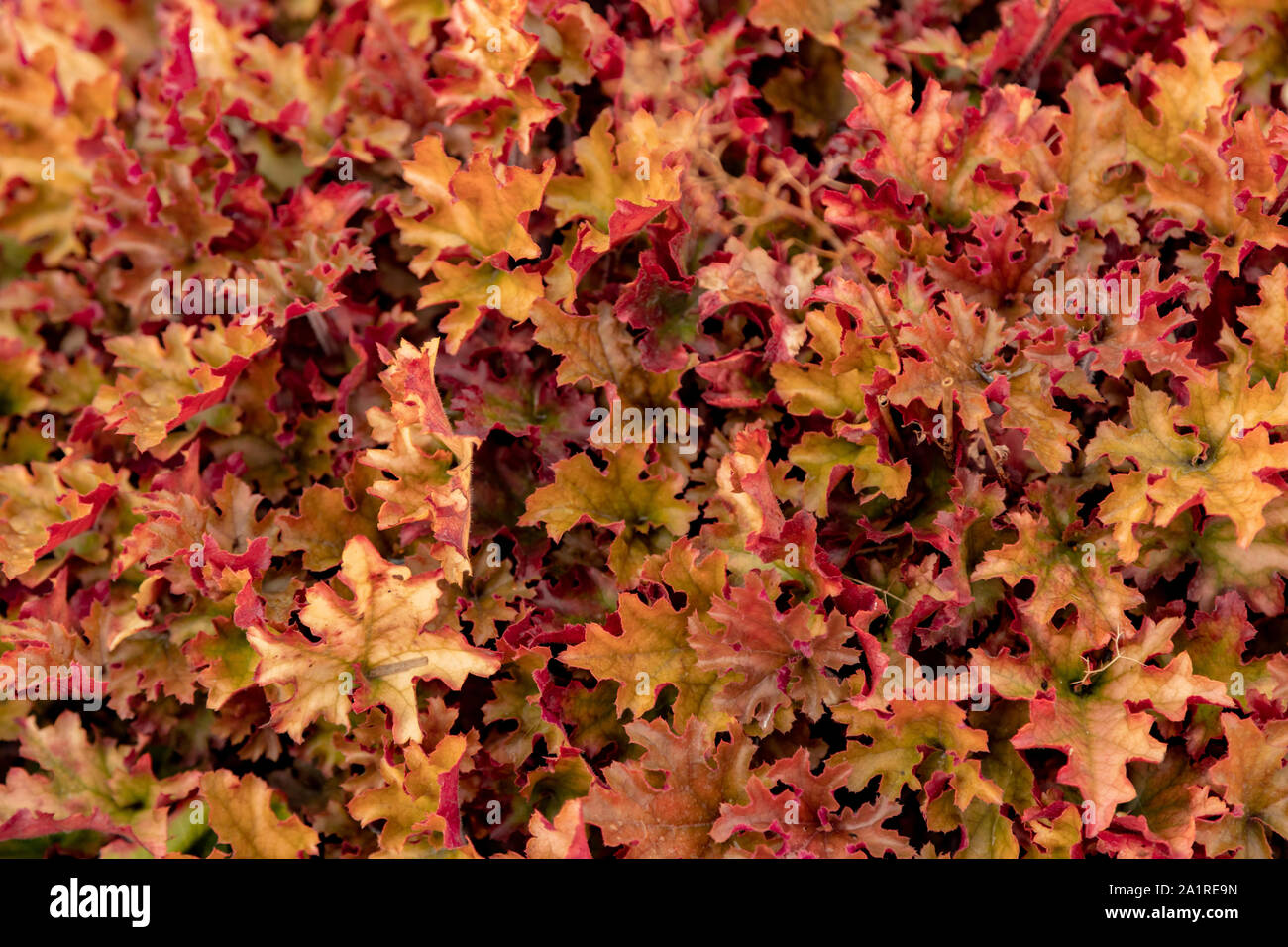 Heuchera, un genere di evergreen, piante erbacee perenni, Aylett vivai, St Albans, Hertfordshire, Inghilterra, Regno Unito. Foto Stock