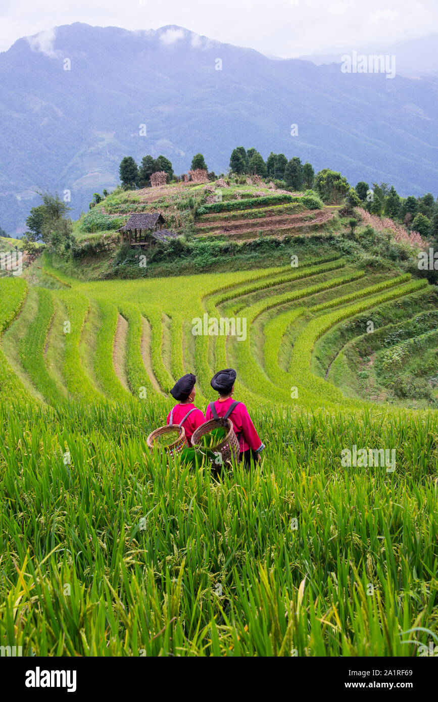 Due tradizionali Yao minoranza etnica cinese donne agricoltore in terrazze di riso in Ping Un villaggio di Longsheng terrazze di riso in Guangxi Cina vicino Foto Stock