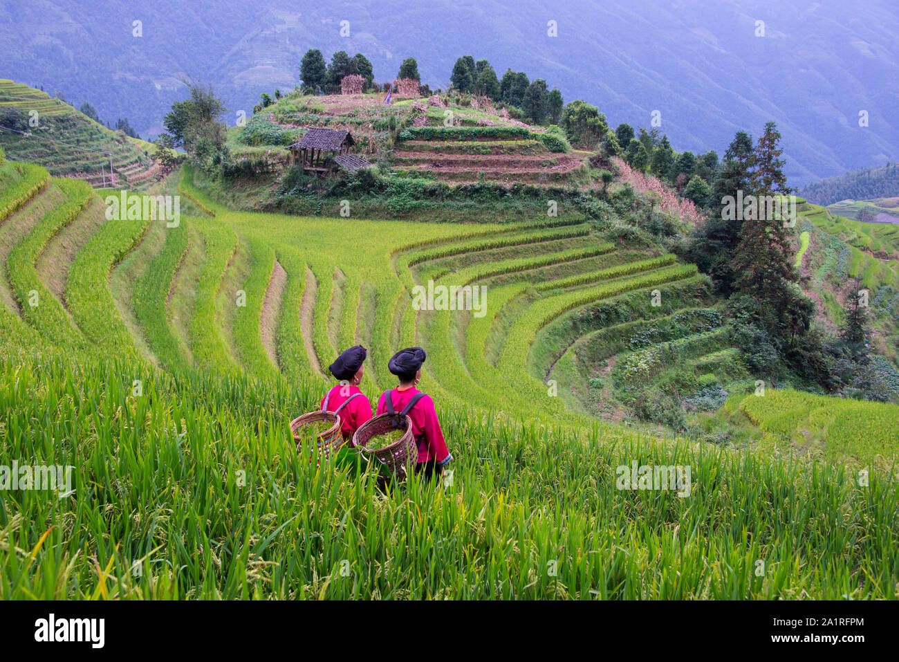 Due Trarditional Yao Miinority etnica donne impegnate in attività agricole in Ping Un villaggio di Longsheng terrazze di riso nella Guangzi Zhuang Regione Autonoma vicino Gullin Foto Stock