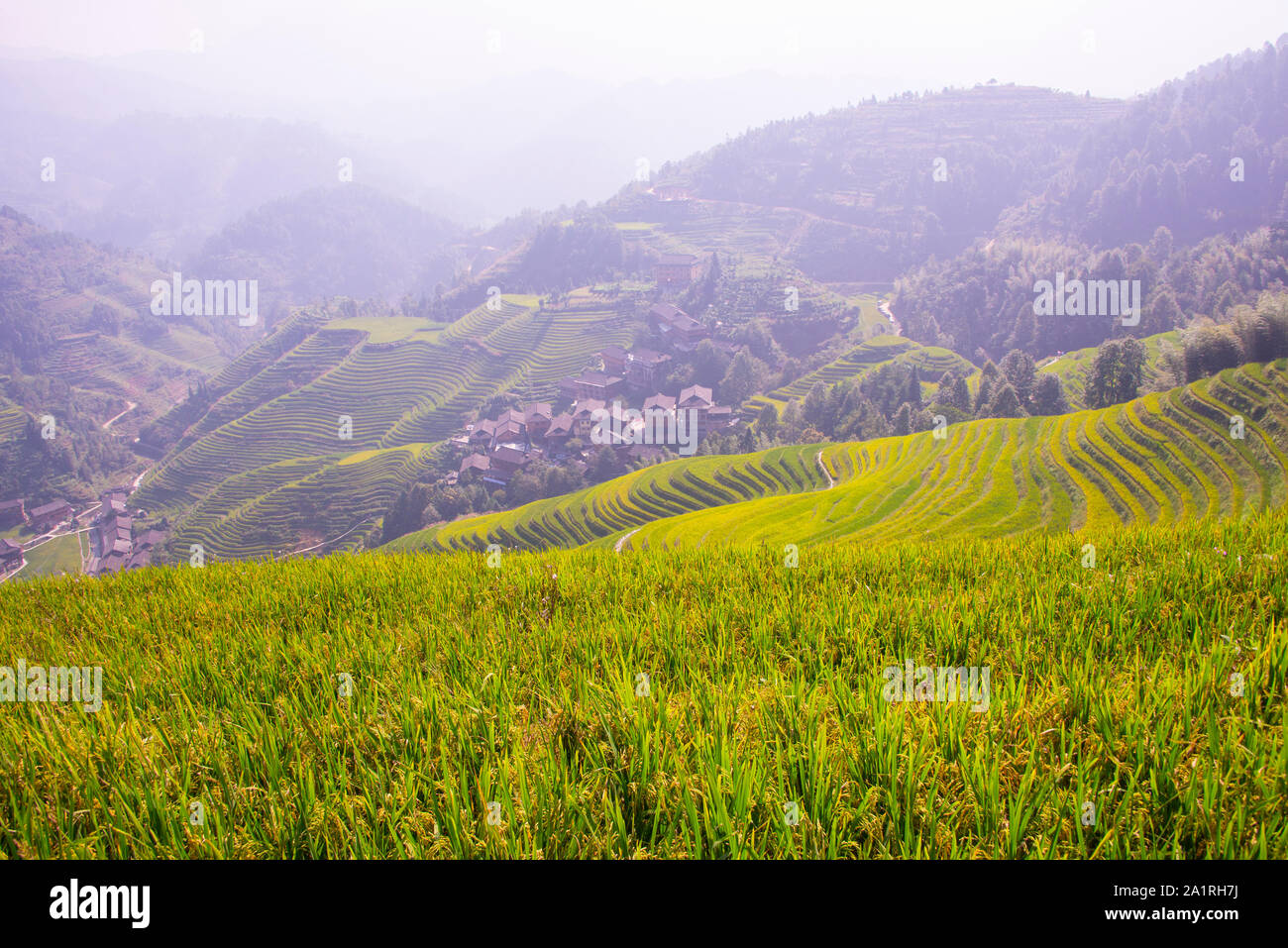 Vista panoramica di Longsheng terrazze di riso e il ping di un villaggio nel cadere nella regione autonoma di Guangxi Zhuang della Cina vicino Gullin. Foto Stock