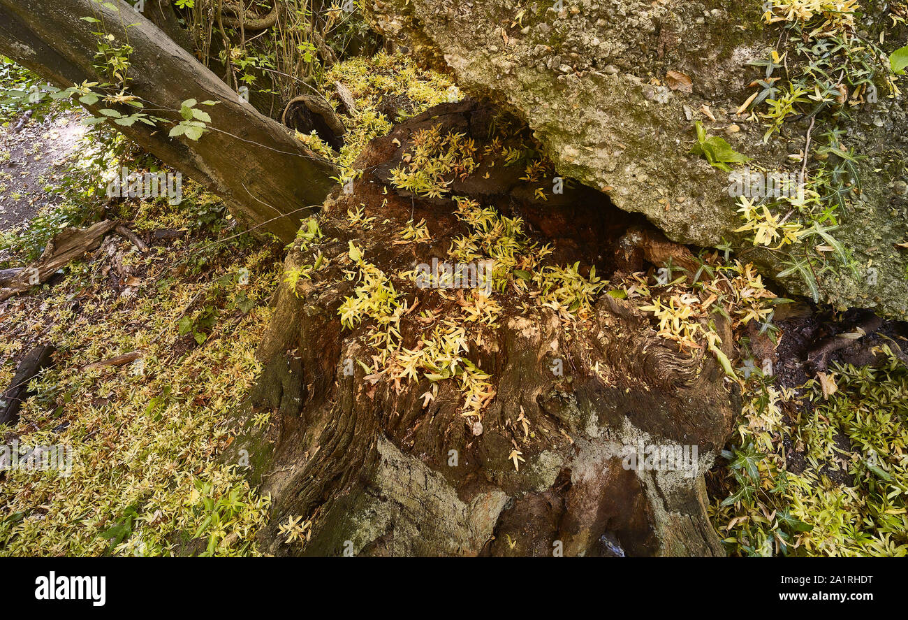 Semi-baccelli gialli caduti su una superficie dura e stump albero decadente in autunno, Londra, Inghilterra, Regno Unito, Europa Foto Stock