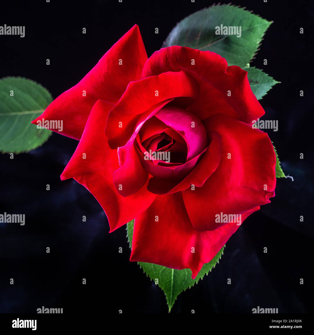 Una rosa rossa su uno sfondo nero, fotografato a luce naturale. La fotografia è parte di uno studio della luce naturale su fiori. Foto Stock