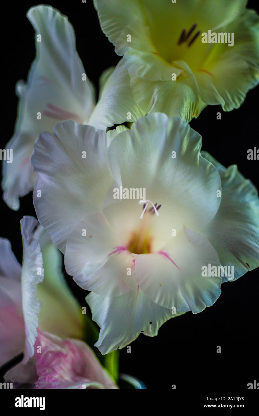 Un bianco gladiolus contro uno sfondo nero, fotografato a luce naturale. La fotografia è parte di uno studio della luce naturale su fiori. Foto Stock