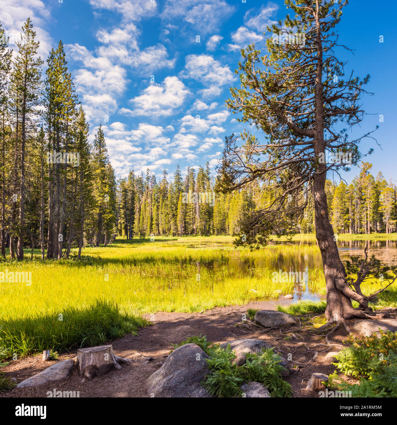Lago di foresta nel Parco Nazionale di Yosemite in California, Stati Uniti d'America Foto Stock