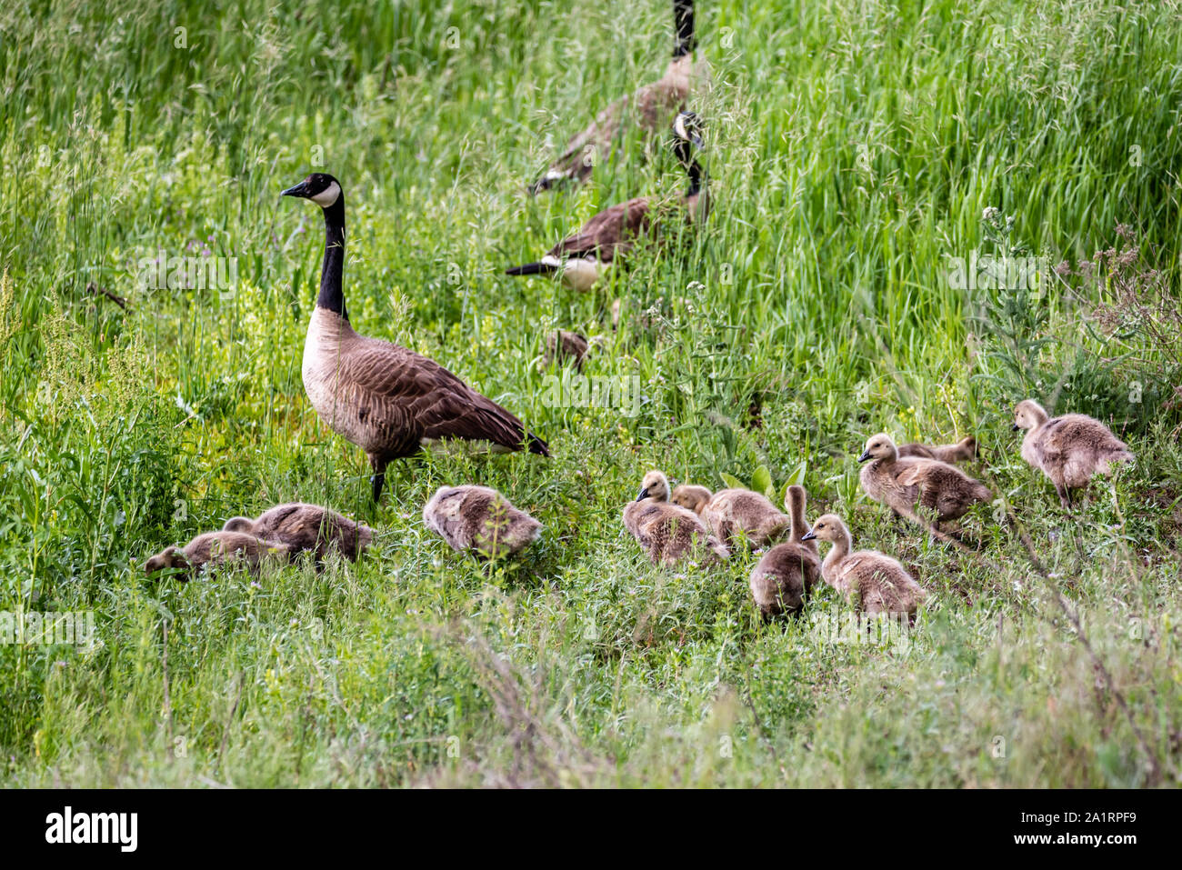 Branco di oche a Turnbull National Wildlife Refuge. Foto Stock