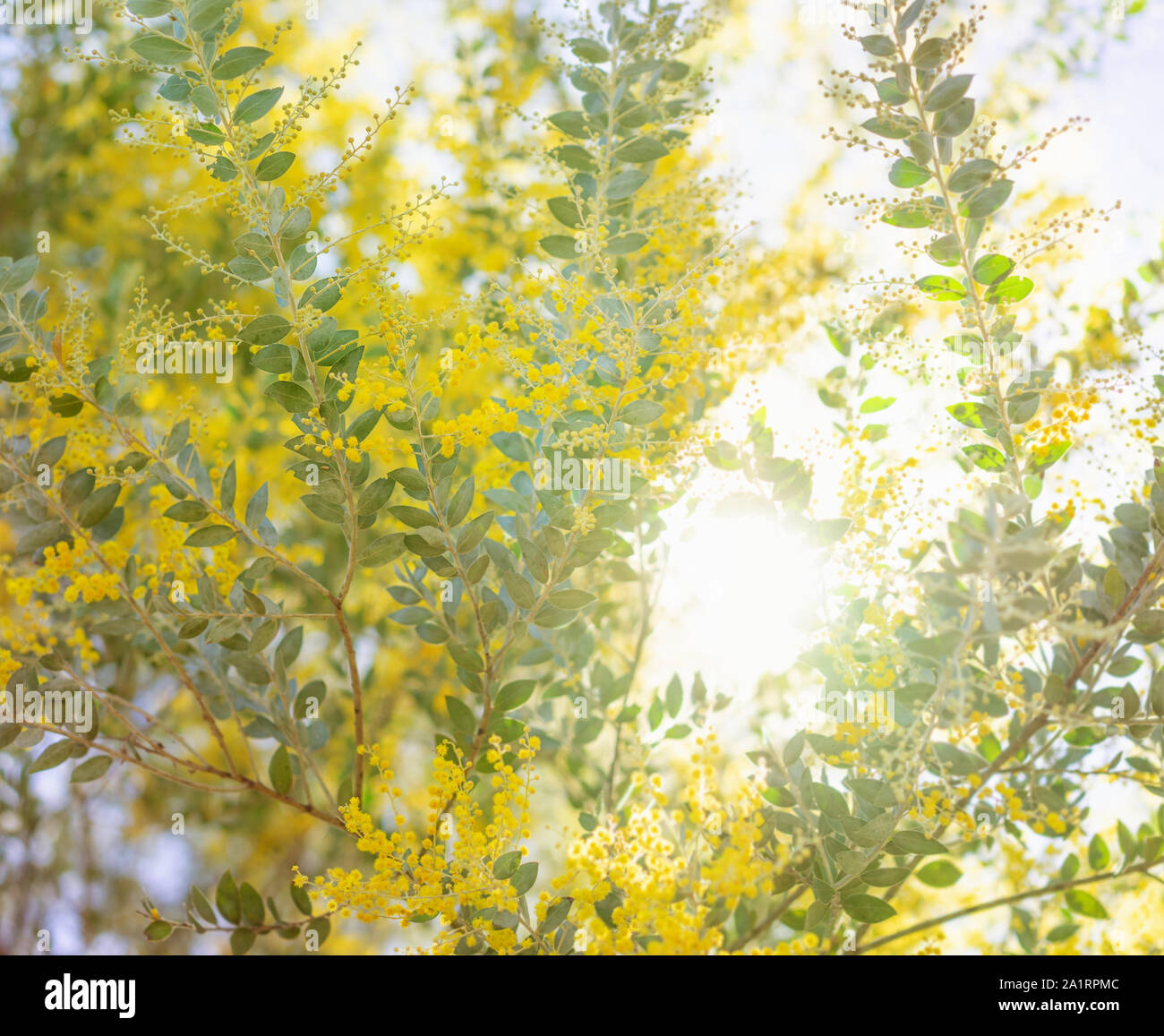 La mattina presto in Australia con giallo fioritura di bargiglio australiano di albero in fiore e la luce naturale del sole attraverso lo streaming Foto Stock