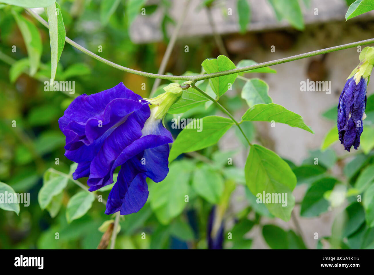 Butterfly pea, blu fiore di pisello tè alle erbe per Foto Stock