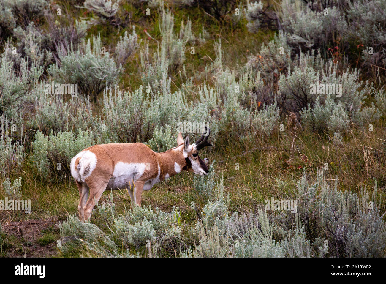 Pronghorn (Antilocapra americana) in piedi da sage spazzola nel parco di Yellowstone Foto Stock