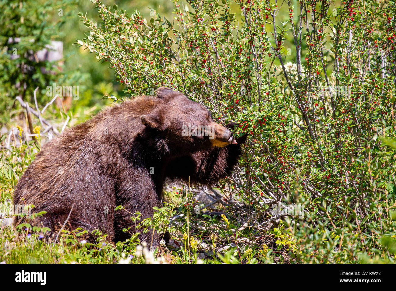 Black Bear (Ursus americanus) mangiando bacche selvatiche nella foresta. Foto Stock