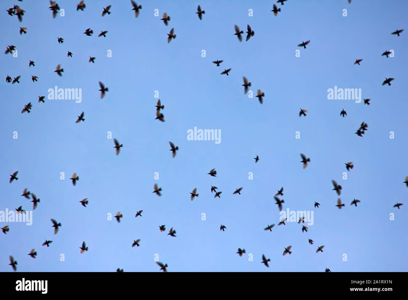 Uccelli nel cielo blu. Per gli storni winter in Europa da parte di molti milioni di persone Foto Stock