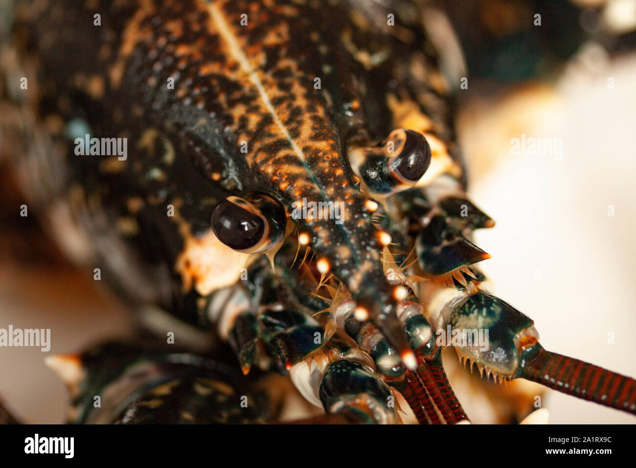 Close up macro immagine della testa di un nero aragosta viva. Immagine. Foto Stock