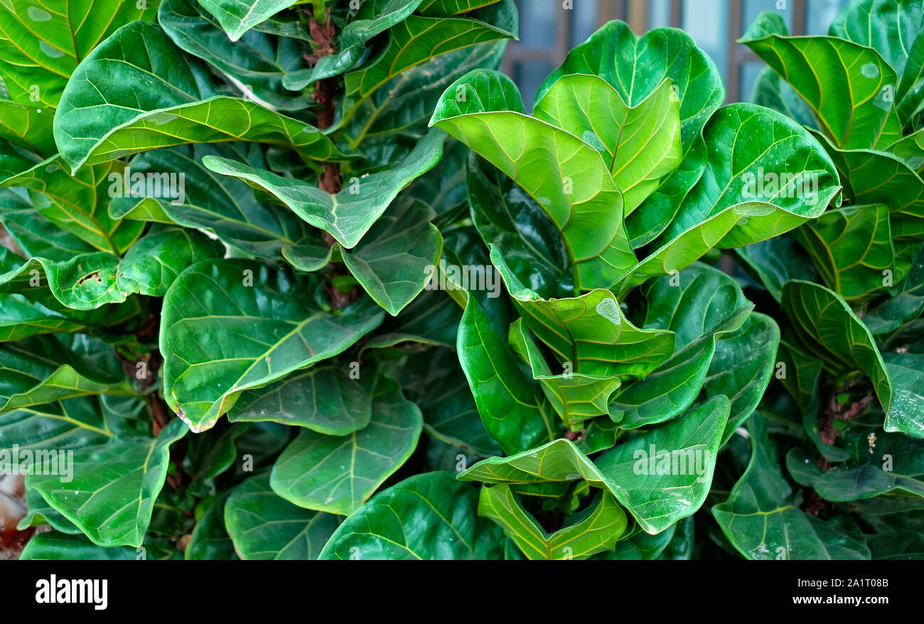 Foglie di fiddle leaf fig (Ficus lyrata), chiudere la vista. Foto Stock