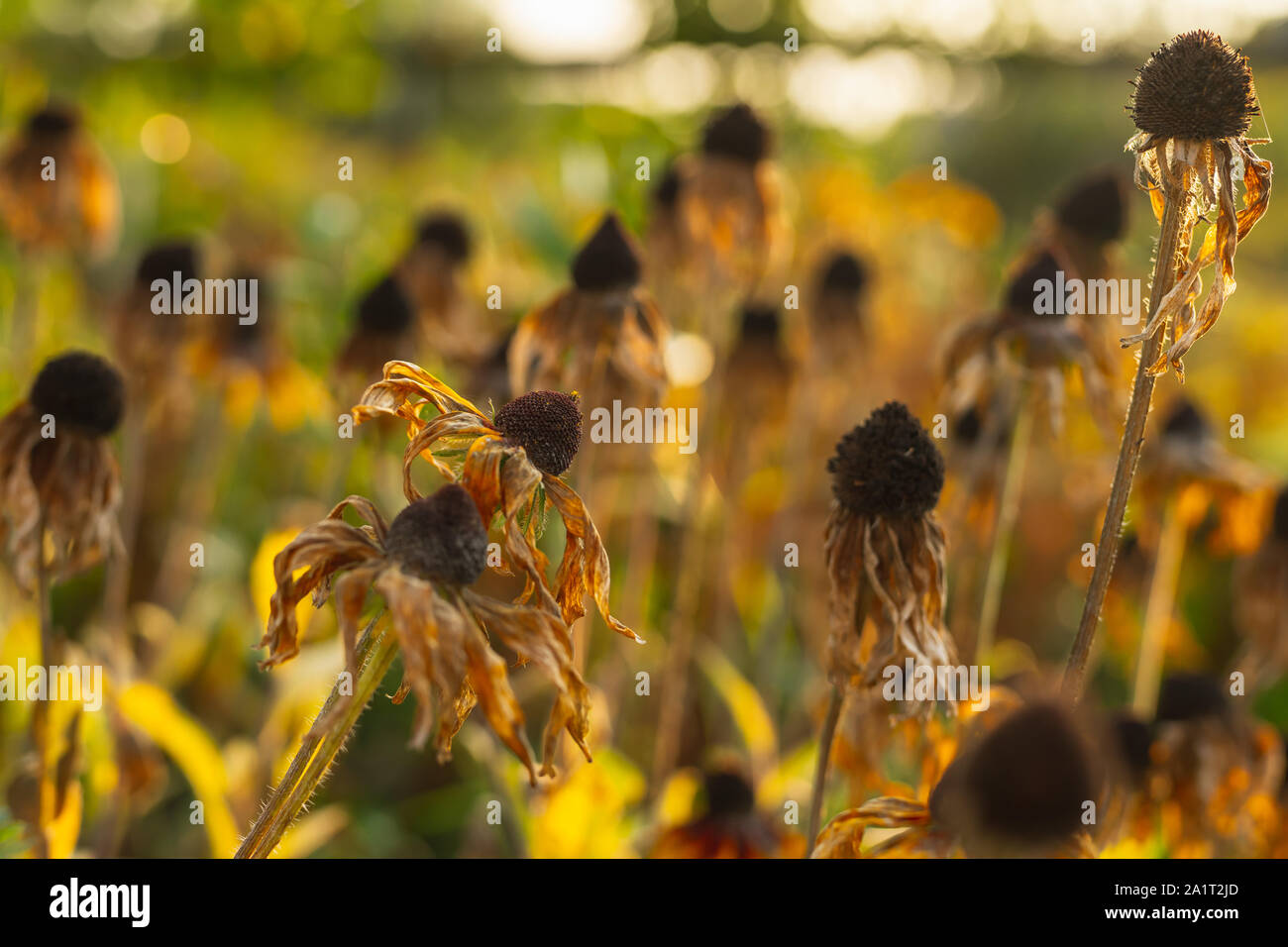 Autunno sfondo floreale. Naturale Rudbeckia secchi fiori nel Giardino al tramonto Foto Stock
