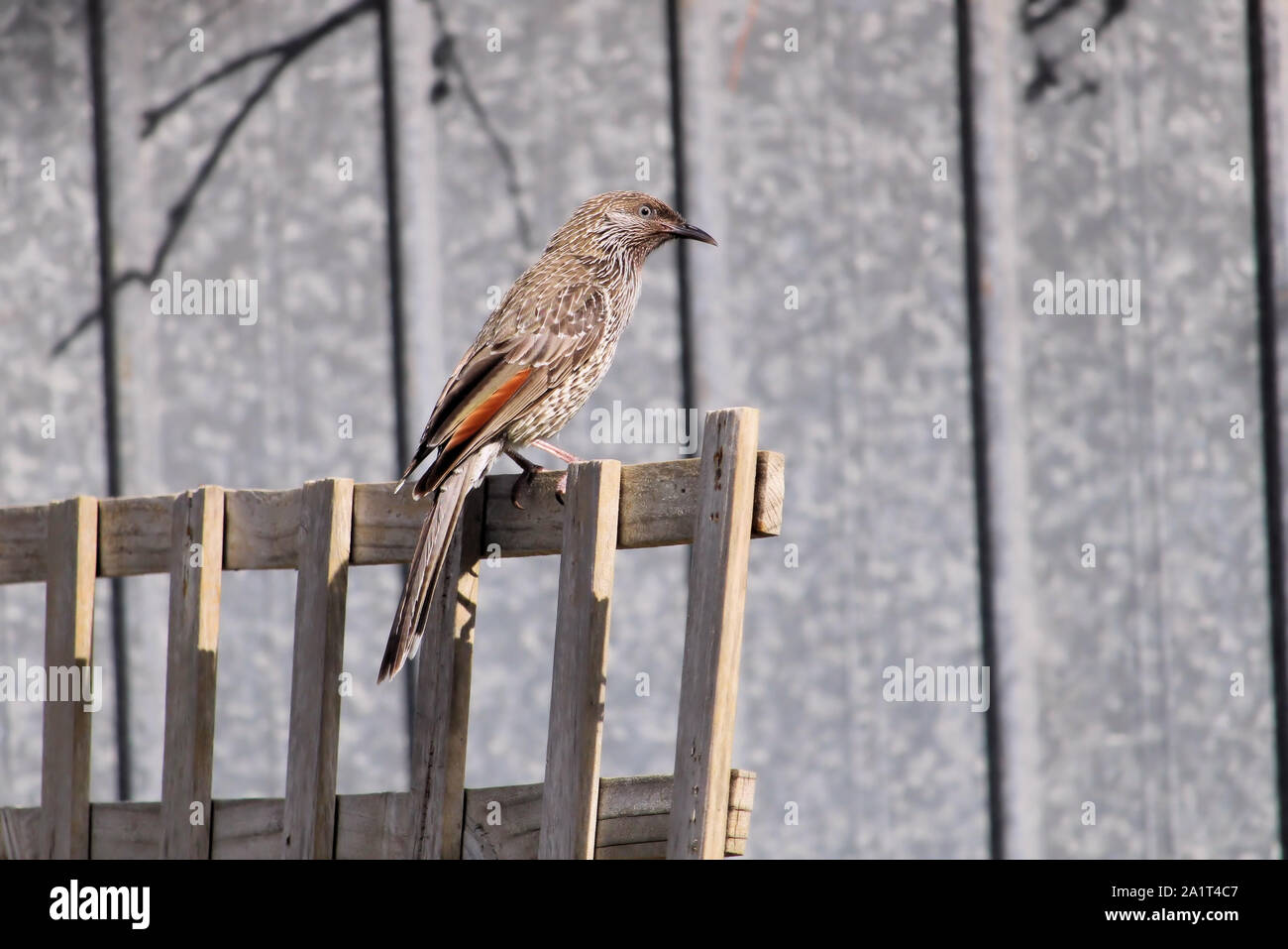 Poco Wattlebird (Anthochaera chrysoptera) appollaiato sul trellis, Sud Australia Foto Stock