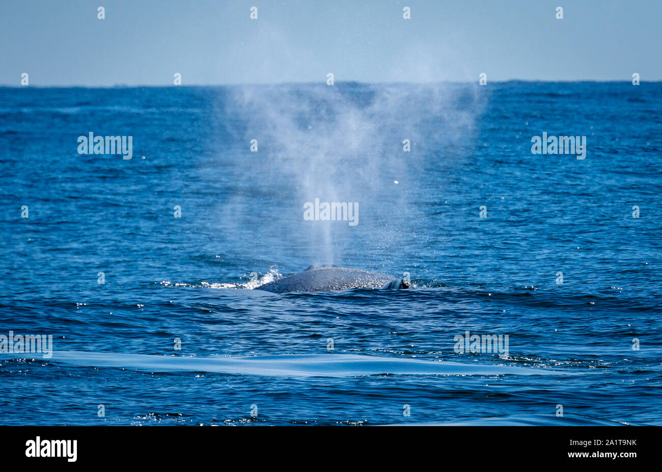 Un Humpback Whale schizzando contro il blu del mare e del cielo. Foto Stock