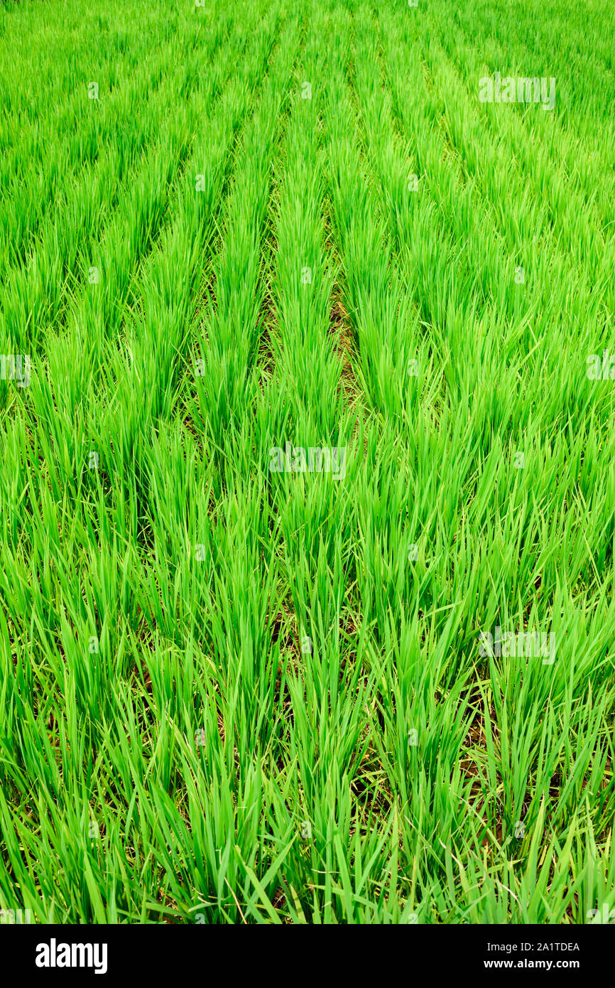 Terreni agricoli con coltivazioni di riso in file ordinate. Foto Stock