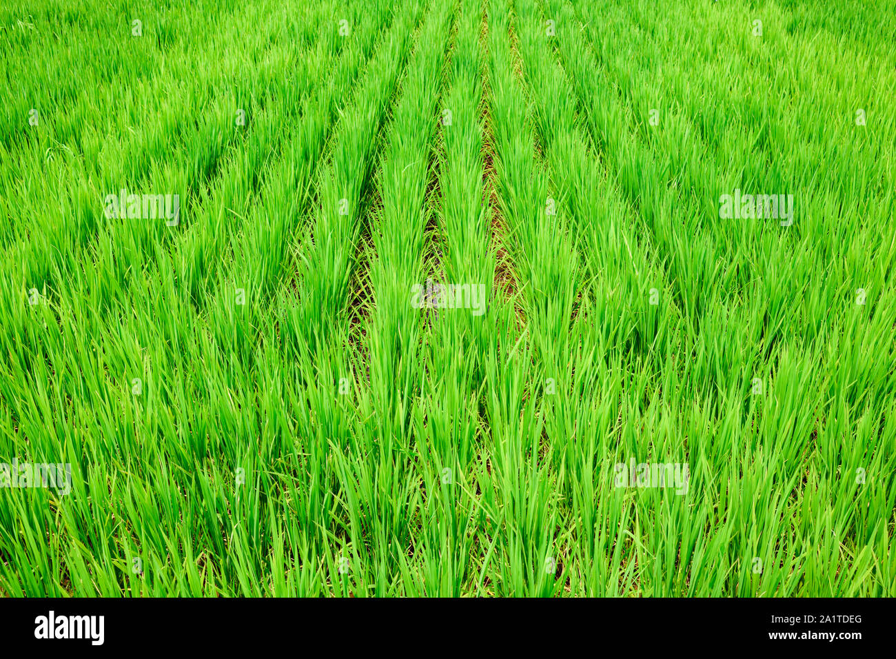 Terreni agricoli con coltivazioni di riso in file ordinate. Foto Stock