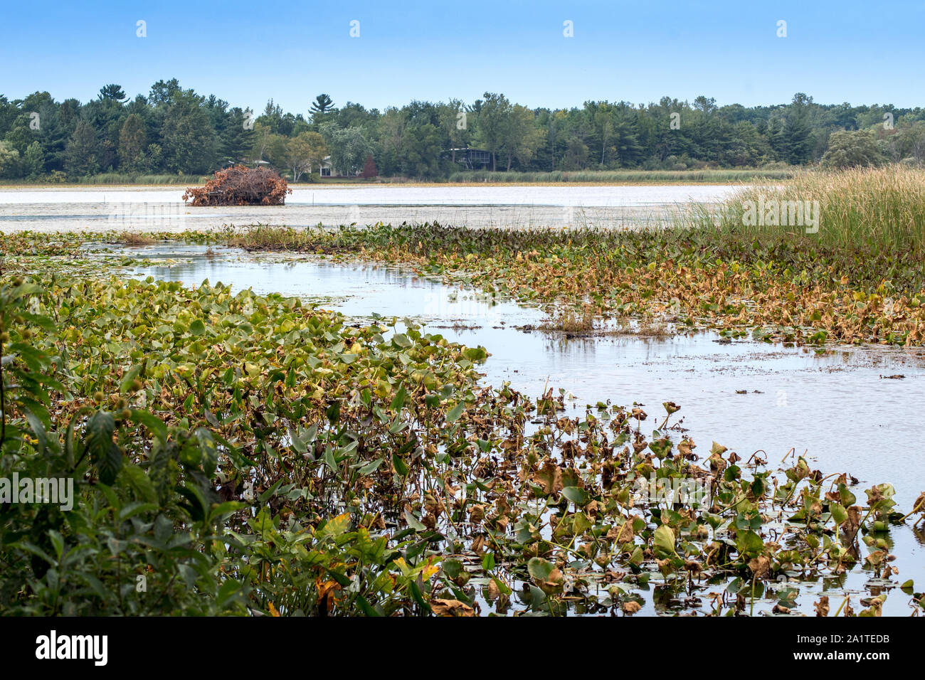 Un anatra cieco è una piccola caccia nascosta spot, camuffato sotto le foglie su un laghetto nel Michigan STATI UNITI Foto Stock