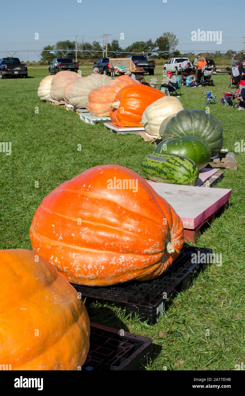 Fair Oaks Indiana USA, 8 ottobre 2016; zucche giganti, zucche e una grande cocomero, sono in mostra in un evento in Indiana negli Stati Uniti, dove gli agricoltori competere Foto Stock