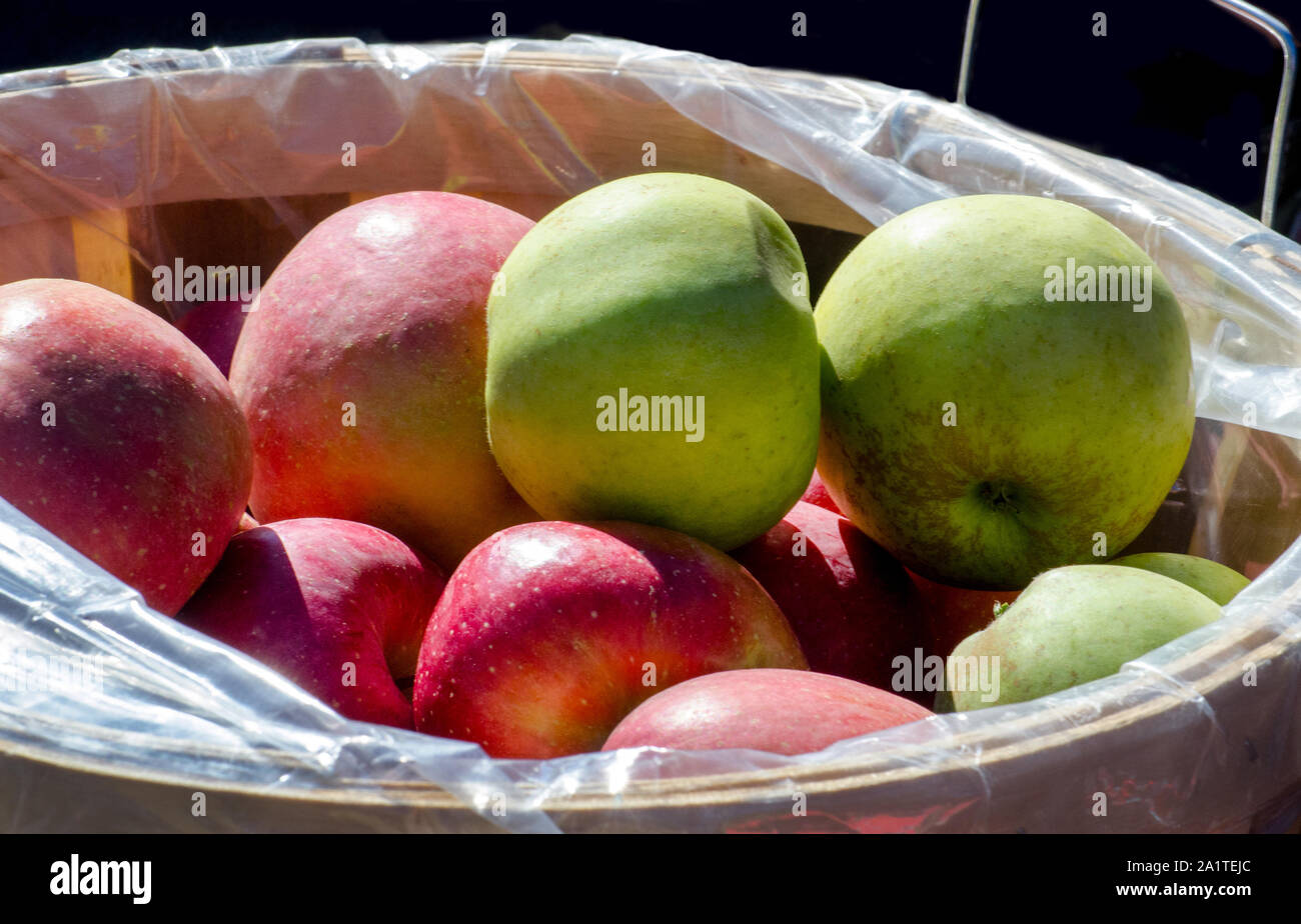 Mature, di colore verde e le mele rosse di riposo in un cestello a Michigan STATI UNITI apple farm. Appena prelevato e davvero freschi Foto Stock