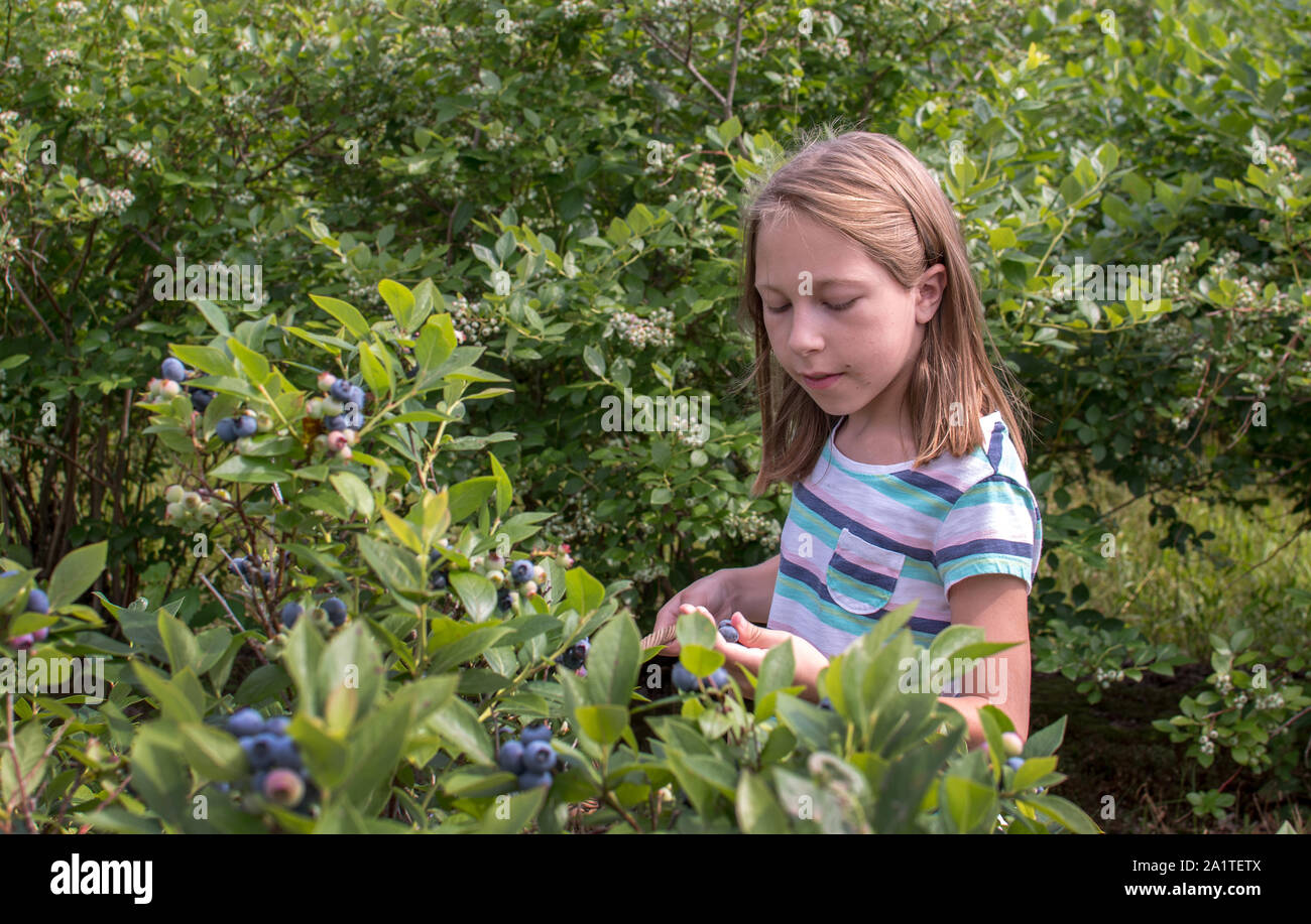 Una giovane ragazza cerca il perfettamente mature, succosa e paffuto mirtilli, come ella riempie il suo cesto di frutta con questo Michigan trattamento fresco Foto Stock