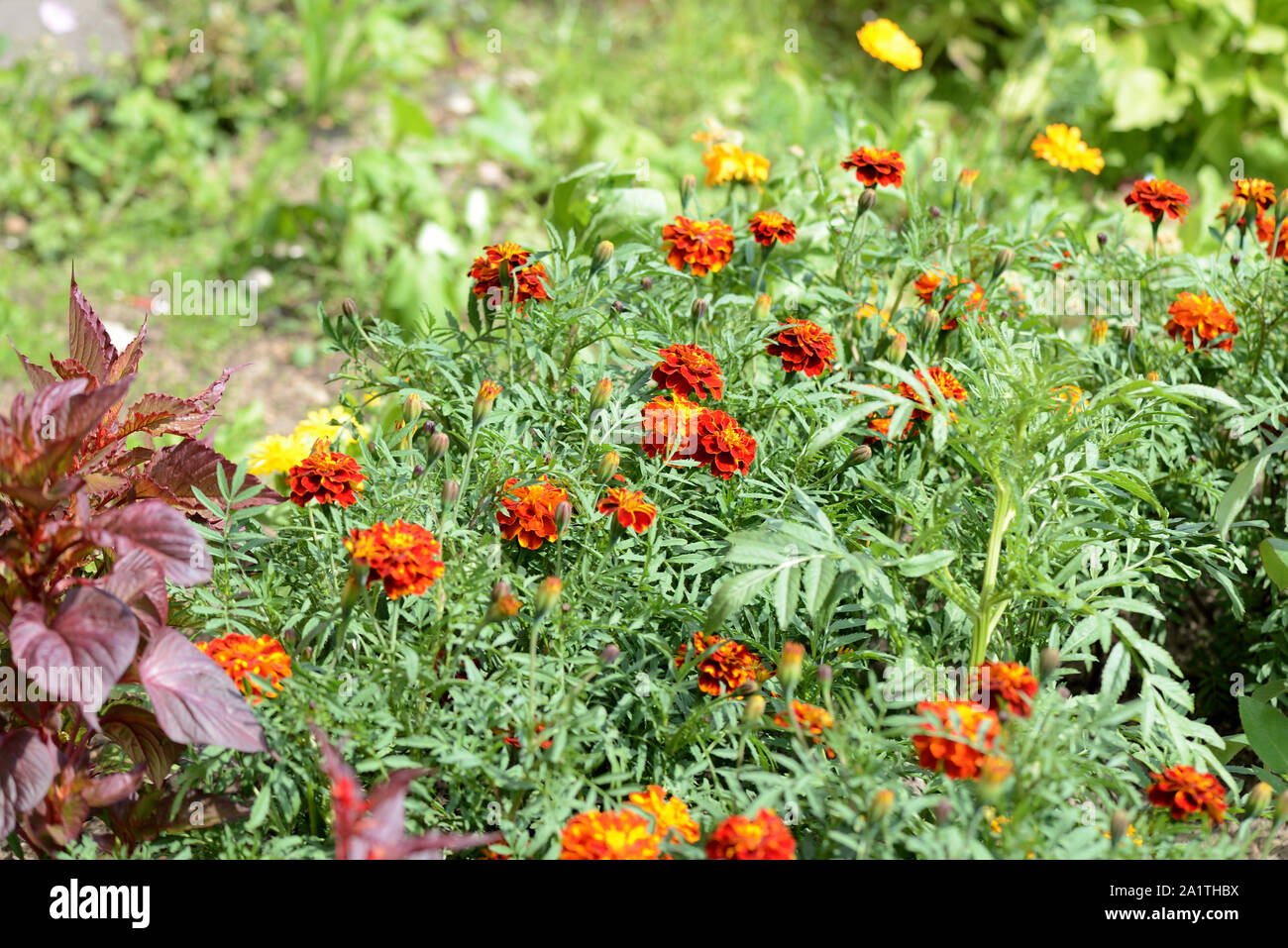 Bella luminosa calendula fiori su un estate giornata di sole Foto Stock
