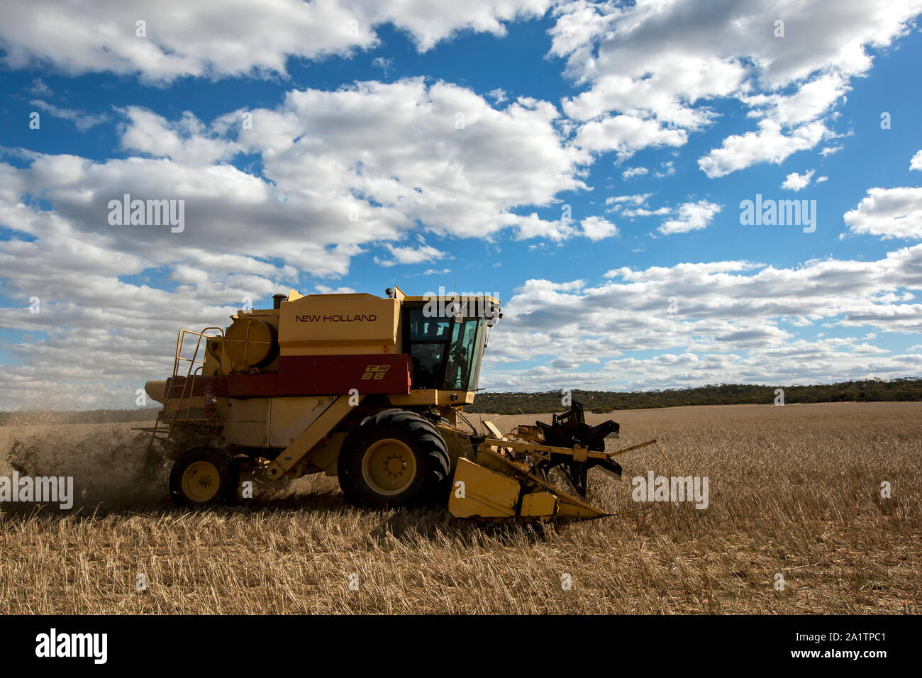 Un agricoltore mietendo un broadacre paddock di grano utilizzando un New Holland harvester a Kringin nello stato del Sud Australia in Australia. Foto Stock