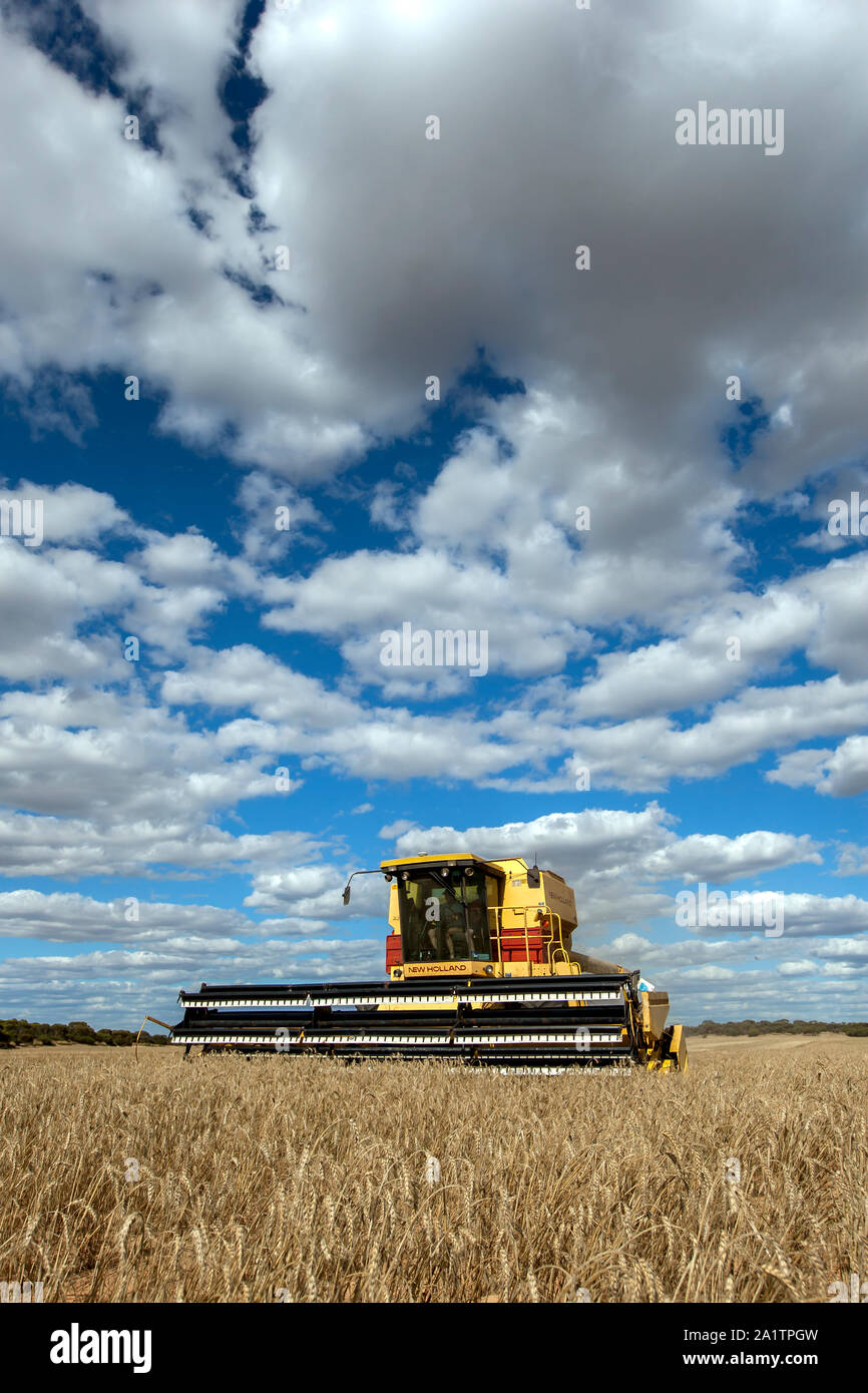 Un agricoltore mietendo un broadacre paddock di grano utilizzando un New Holland harvester a Kringin nello stato del Sud Australia in Australia. Foto Stock