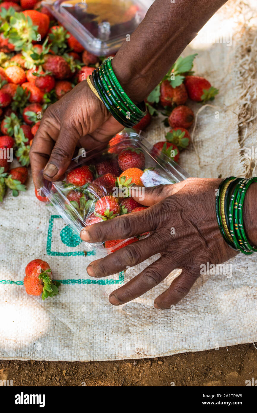 Fragole biologiche che vengono selezionate e confezionate per la vendita in un'azienda agricola a Goa, India Foto Stock