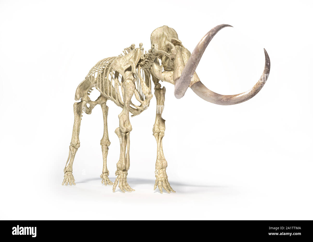 Mammut lanosi scheletro, realistiche in 3d'illustrazione, visto dalla prospettiva anteriore. Su sfondo bianco e gocciolata ombra. Foto Stock
