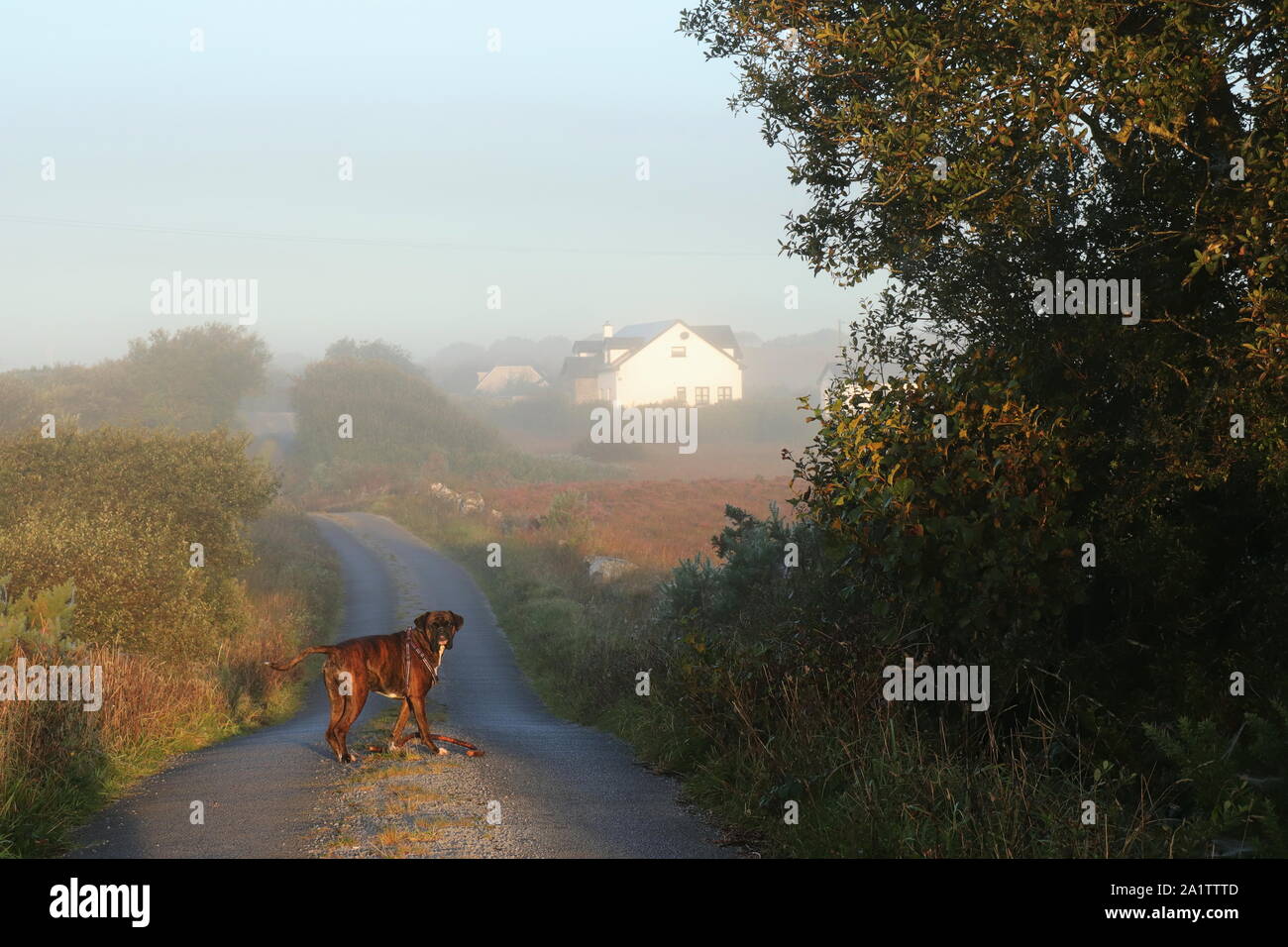 Cane boxer in piedi nel centro di una strada di campagna su una bella mattina di autunno Foto Stock