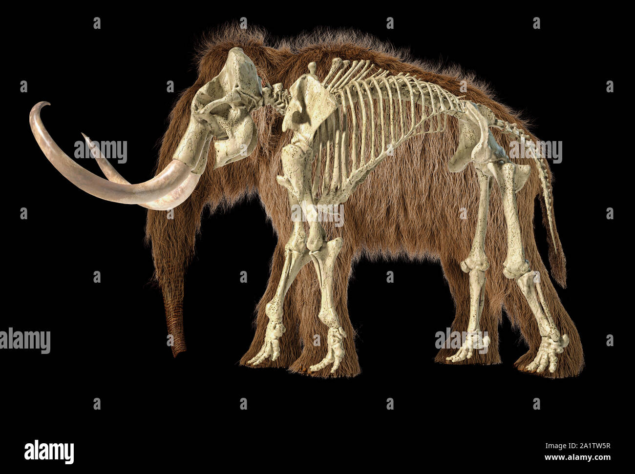 Mammut lanosi realistiche in 3D illustrazione con scheletro sovrapposte, visto da un lato. Su sfondo nero. Foto Stock