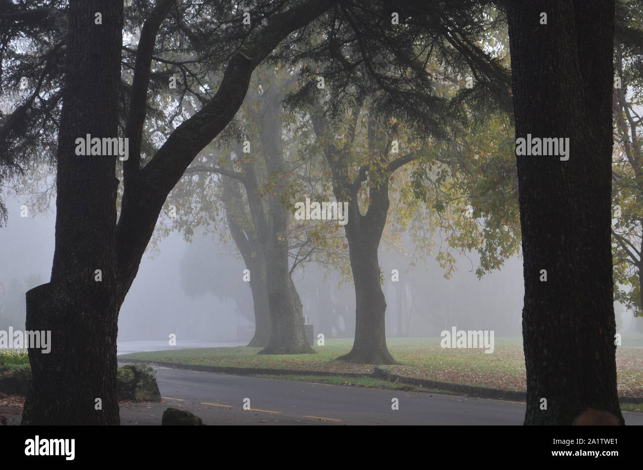 Una mattina invernale in nebbia al Cornwall Park, Auckland, Nuova Zelanda Foto Stock