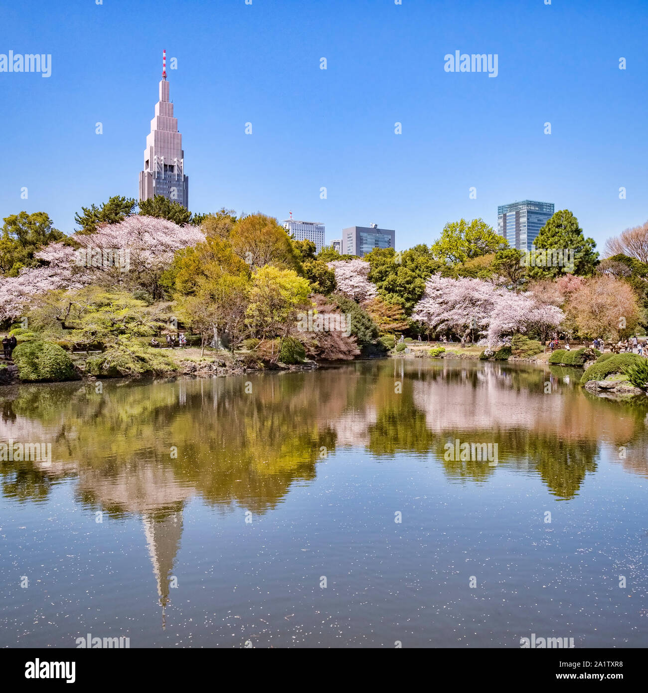 4 Aprile 2019: Tokyo, Giappone - la fioritura dei ciliegi e edifici di Shinjuku si riflette nel lago in Shinjuku Gyoen Giardino Nazionale di Tokyo. Foto Stock