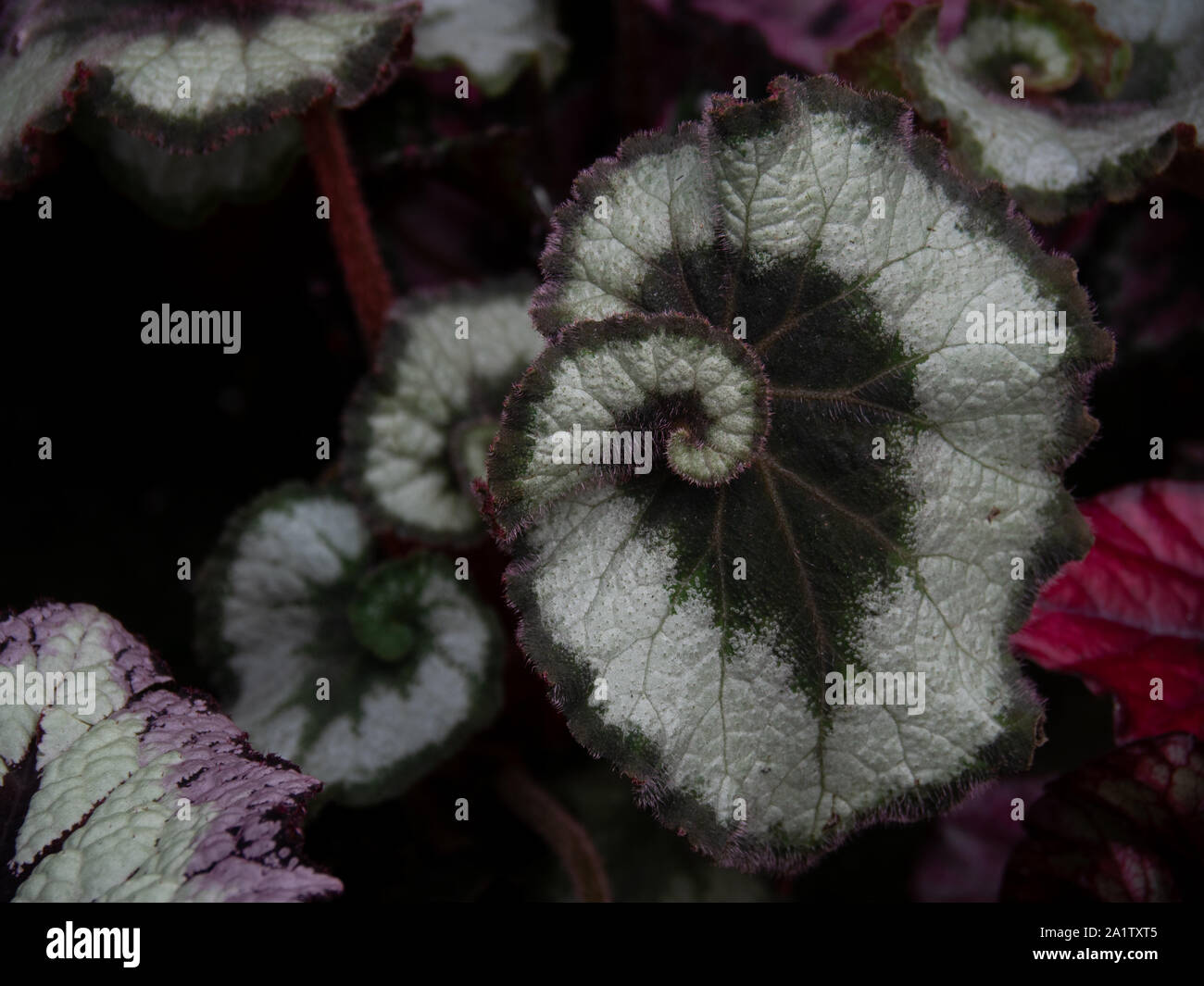 Il Rex, unica e notevole foglia di Rex Begonia. Escargot Begonia. Foto Stock