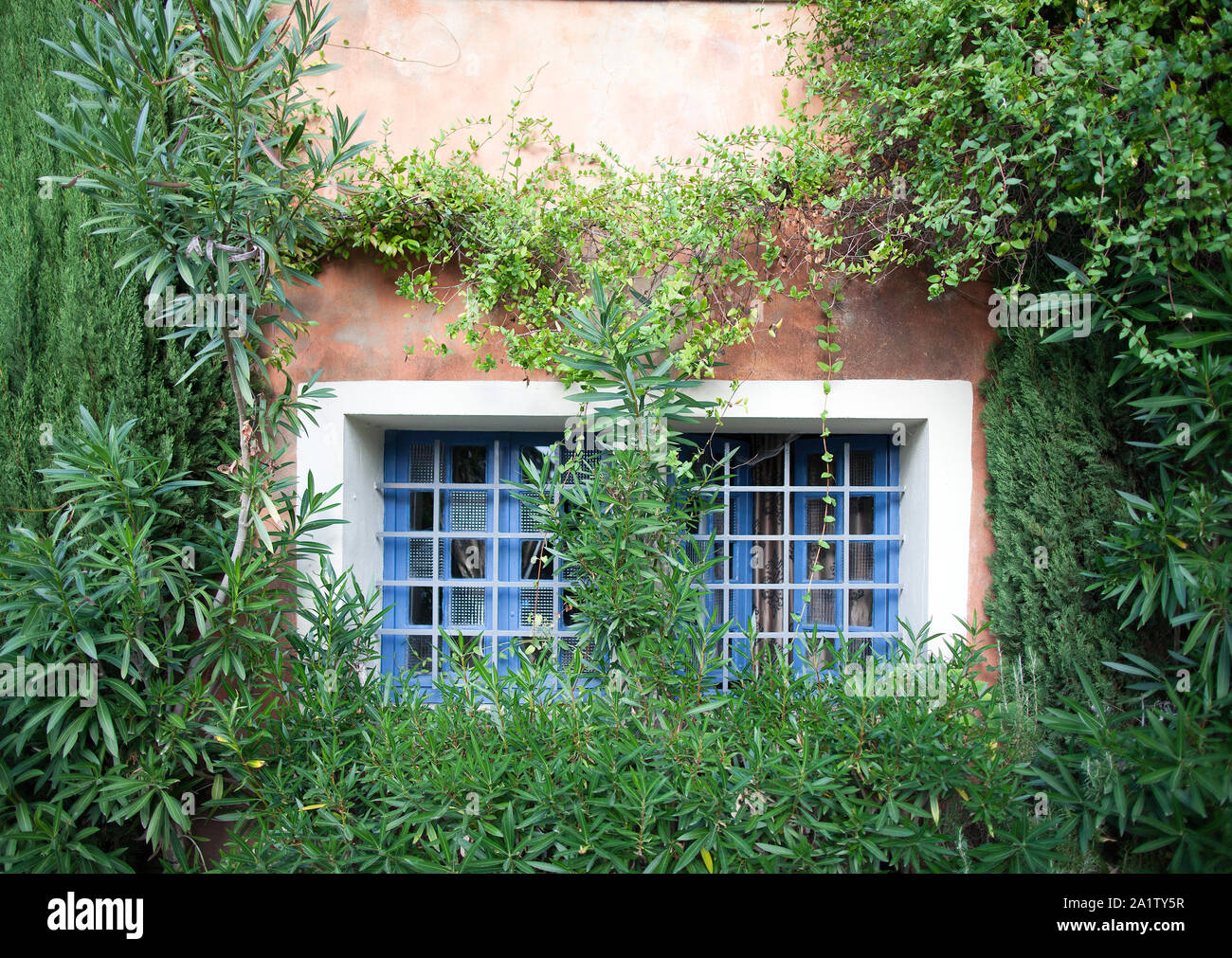 Una vecchia casa è coperto di edera e di sviluppo in Menerbes, Provenza Foto Stock