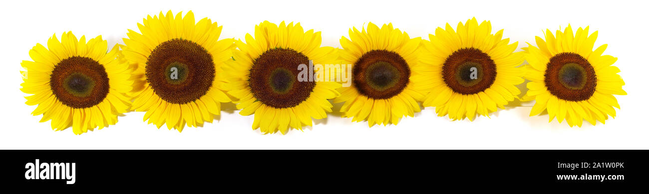 Fiore di girasole panorama su sfondo bianco Foto Stock