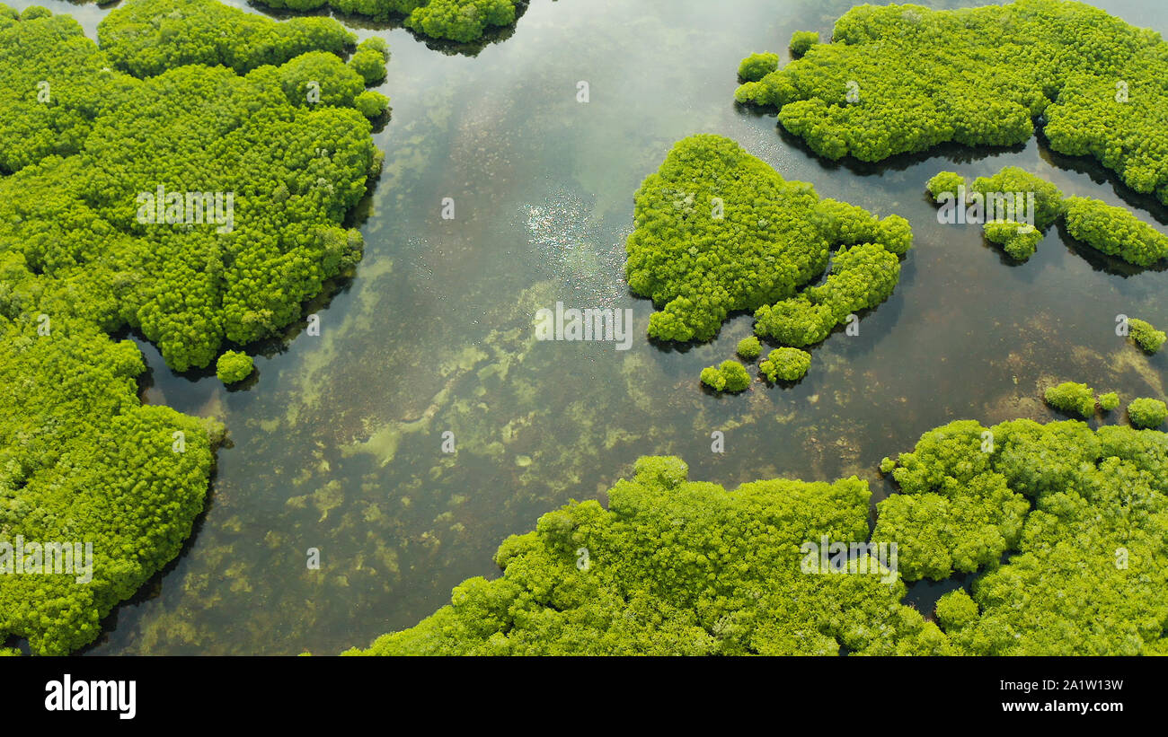 Mangrove Foreste verdi con i fiumi e i canali su un isola tropicale, antenna fuco. Paesaggio di mangrovie. Foto Stock