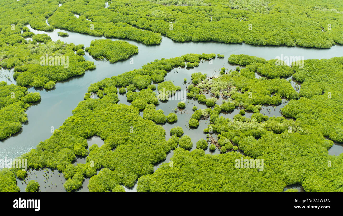 Mangrove Foreste verdi con i fiumi e i canali su un isola tropicale, antenna fuco. Paesaggio di mangrovie. Foto Stock