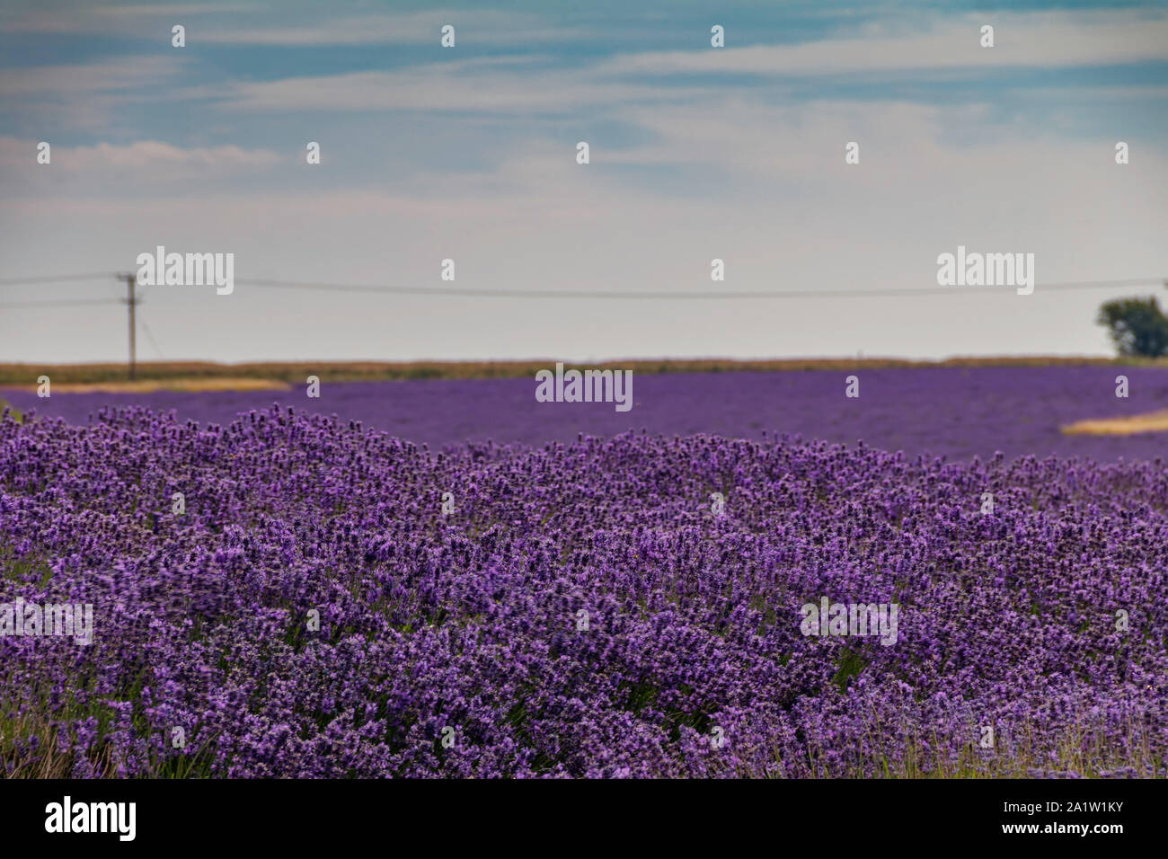 Campo di lavanda Foto Stock