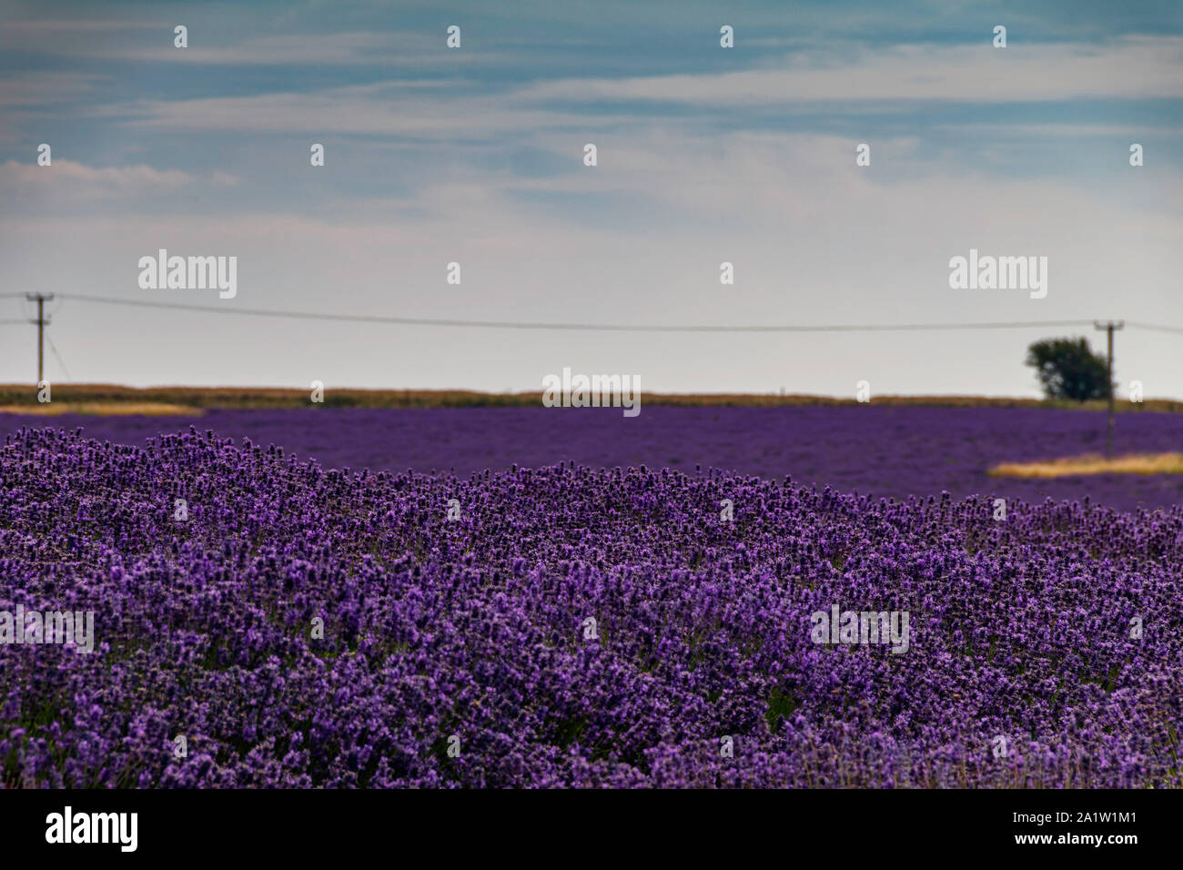 Campo di lavanda Foto Stock