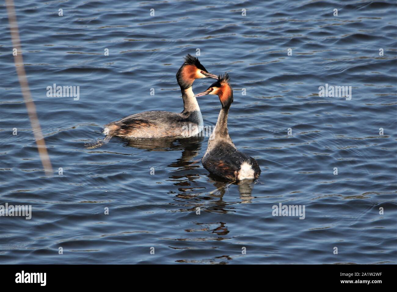 Una coppia di svassi (Podiceps cristatus) iniziando a corteggiamento presso un lago di acqua dolce vicino a Bocholt, Germania Foto Stock