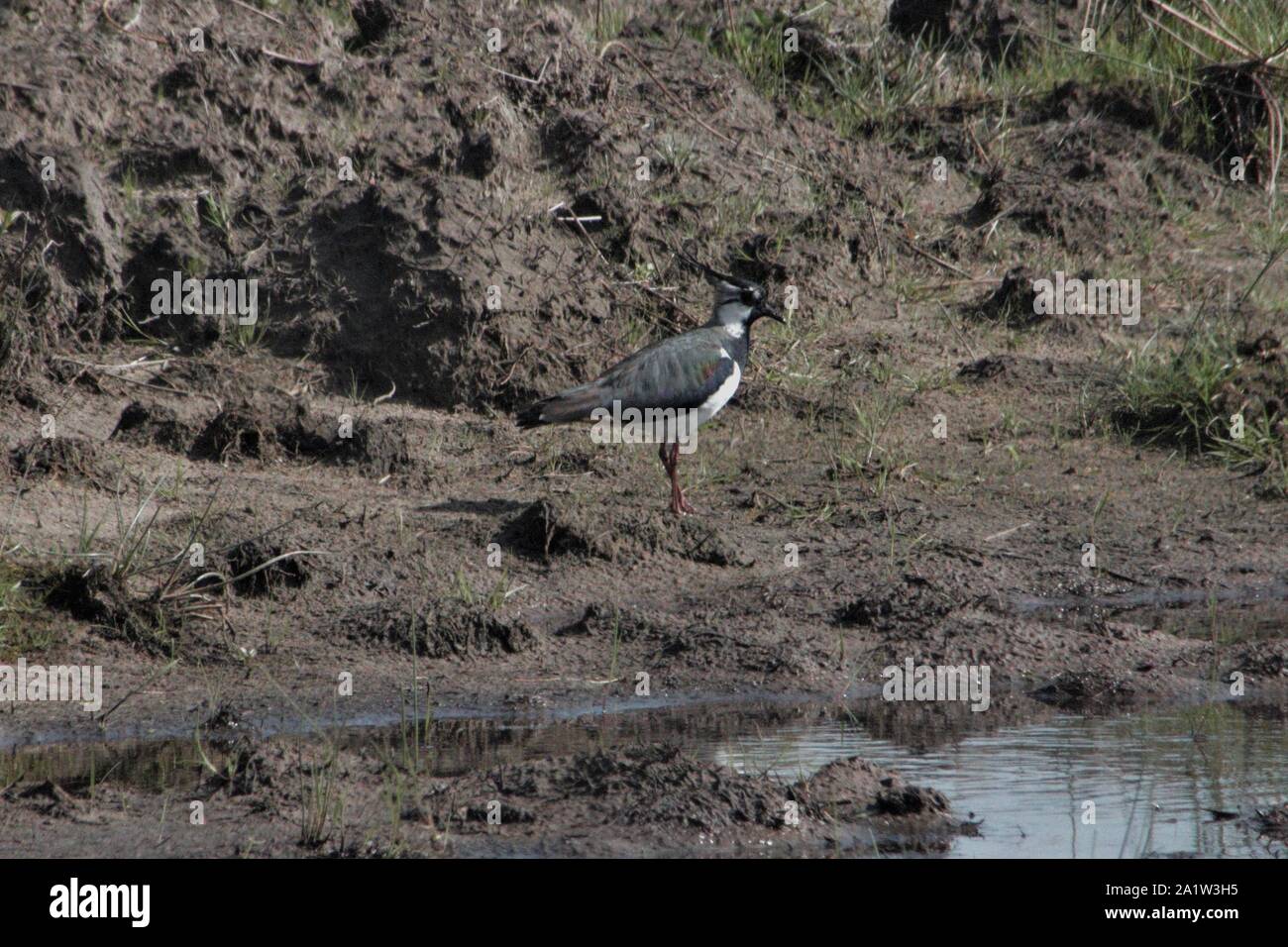 Pavoncella (Vanellus vanellus) vicino a Münster, Germania Foto Stock