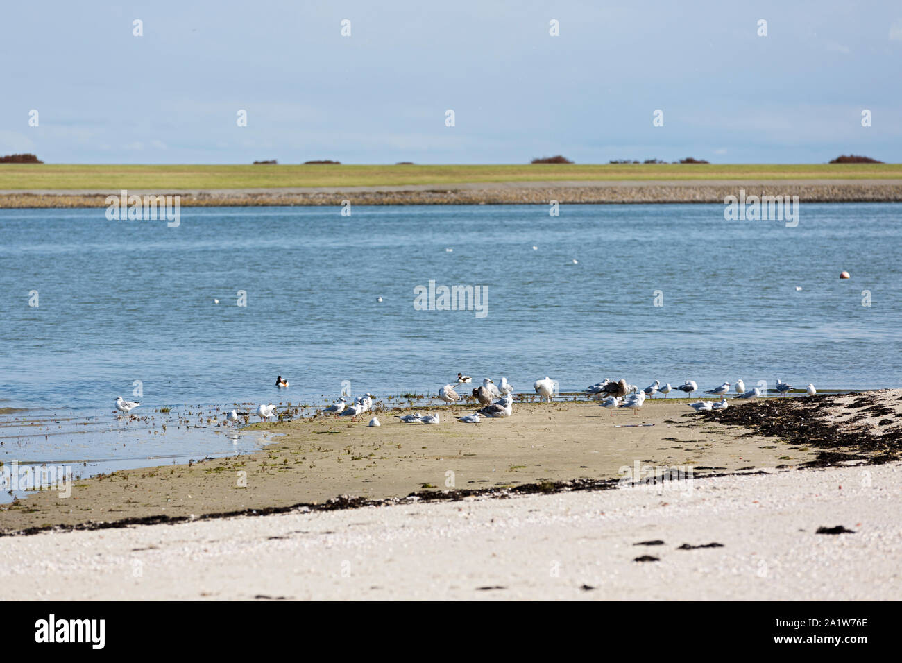 Norderney, Surfbecken, Strand, Wasservoegel, Deich, Foto Stock