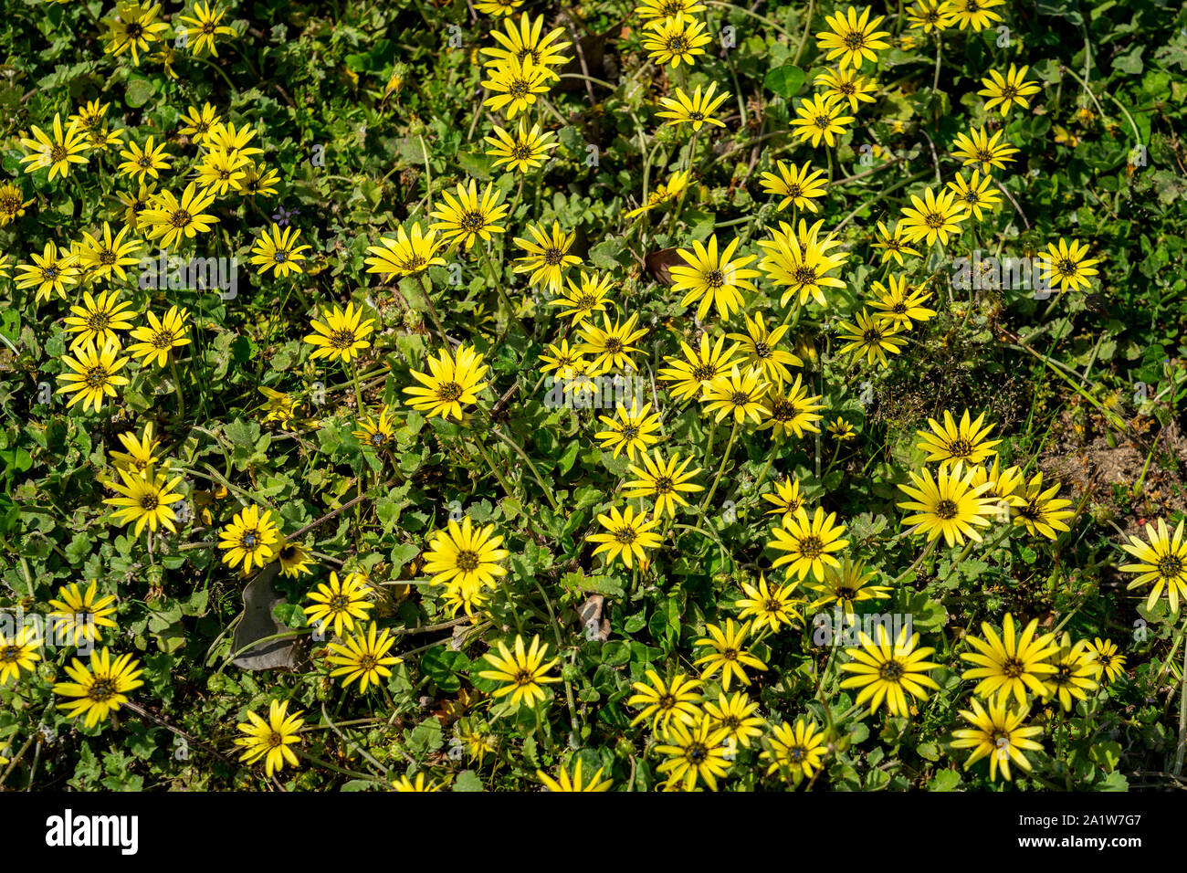 Bel giallo margherite in primavera Foto Stock