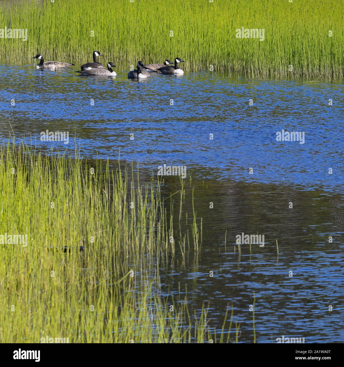 Oche selvatiche in una palude, Northern Quebec, Canada Foto Stock