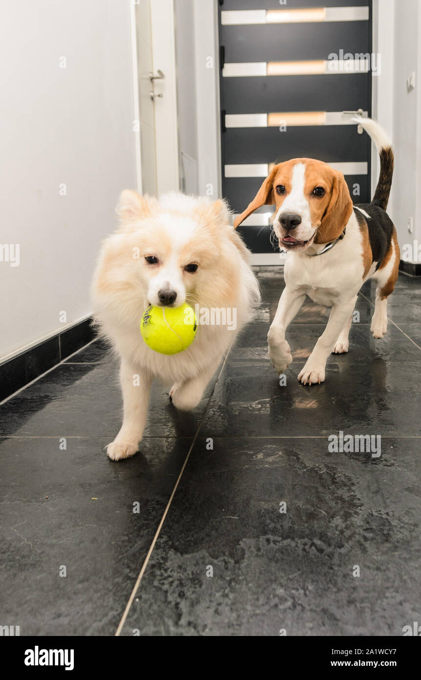 Chase cani beagle in esecuzione dopo Spitz tedesco con una sfera Foto Stock